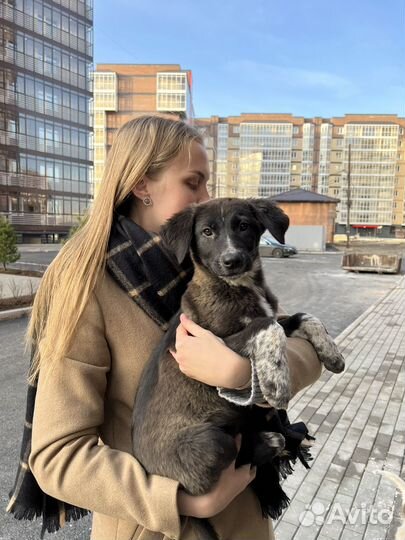 Девочка щенок