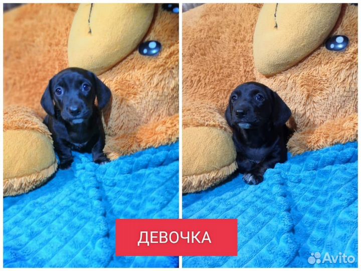 Щенки таксы