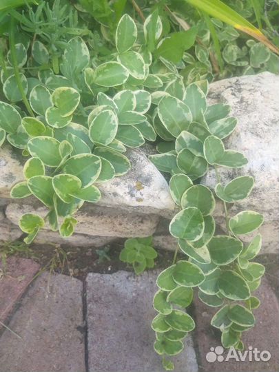 Чистец, борвинок, гвоздики, очитки, каменная роза