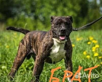 Питбуль вязка