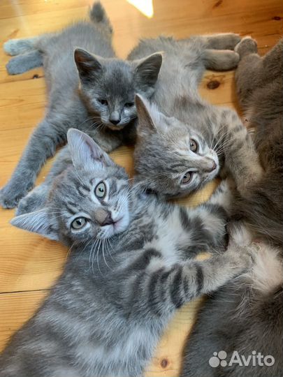 Котята в добрые руки приучены к лотку