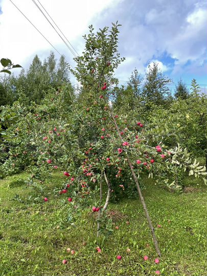 Дача 55 м² на участке 14,6 сот.