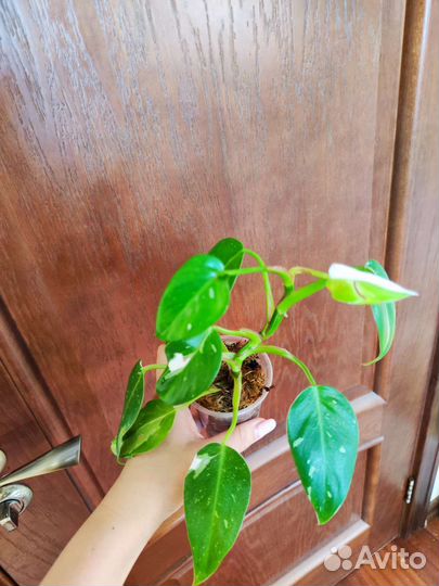 Филодендрон белая принцесса