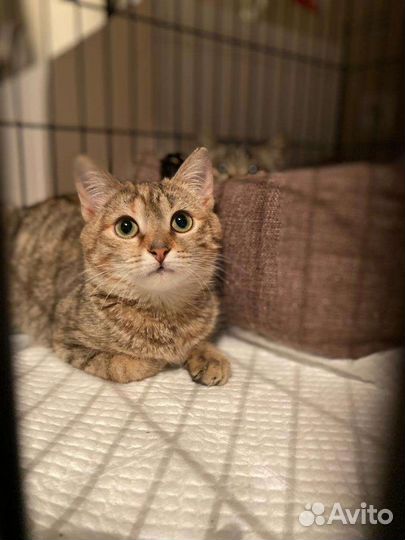 Котята, спасённые со стройки (5 мес), ищут дом