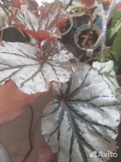 Бегония кейн