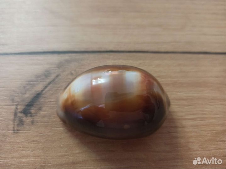 Морская раковина