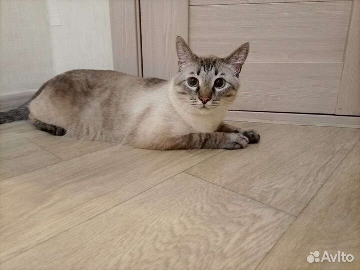 Невский маскарадный кот