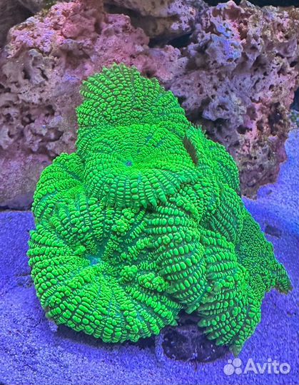 Морские кораллы Живые