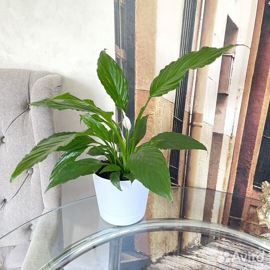 Спатифиллум свит чико комнатные растения