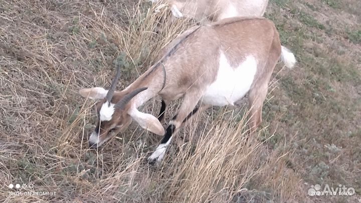 Продаются козы