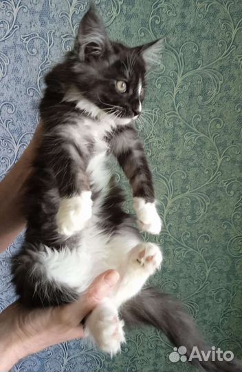 Мейн-кун котенок 4,5месяца