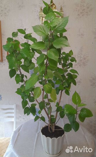 Гибискус