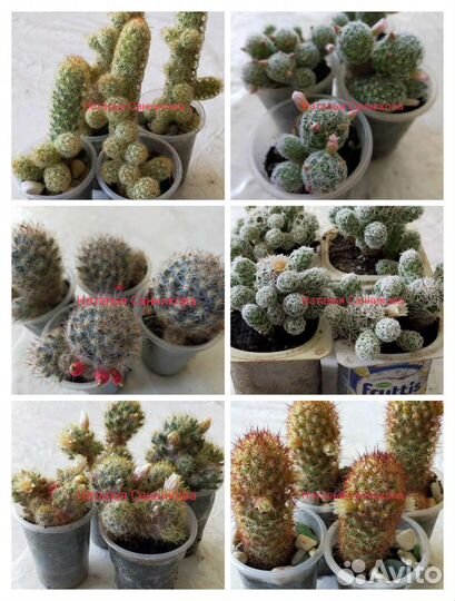Кактусы от Натальи санниковой