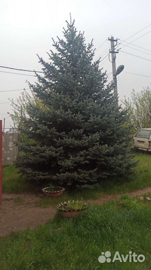 Ель голубая