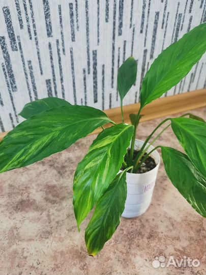 Спатифиллум гаити