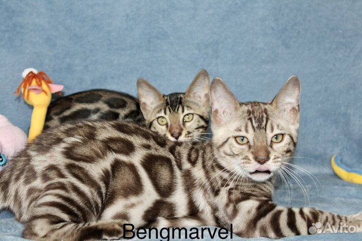 Бенгальские котики