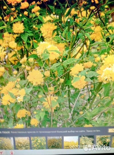 Керрия японская махровая