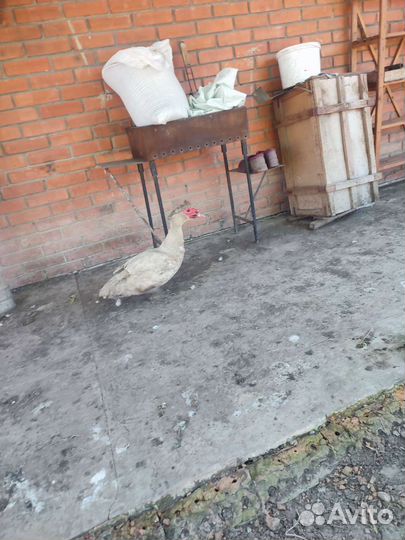 Утак лавандовый