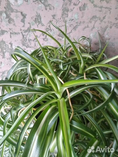 Хлорофитум кудрявый