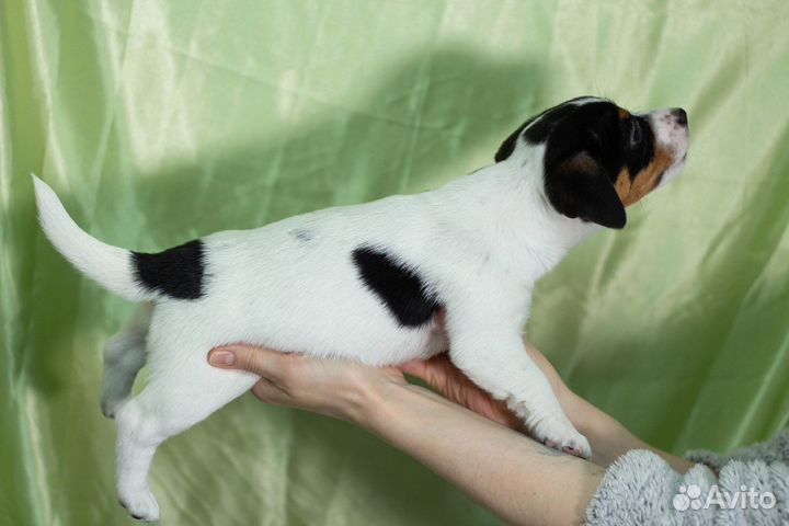 Щенки джека