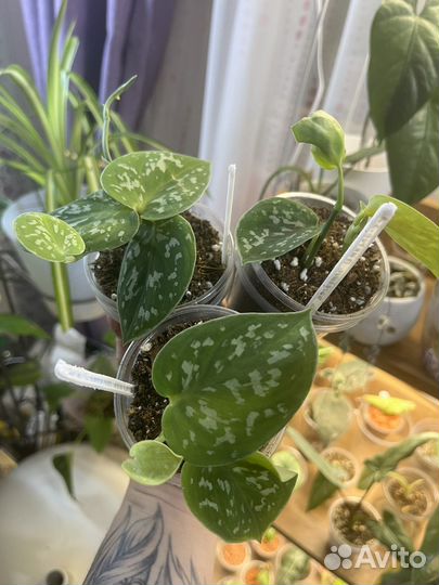 Сциндапсус / Эпипремиум