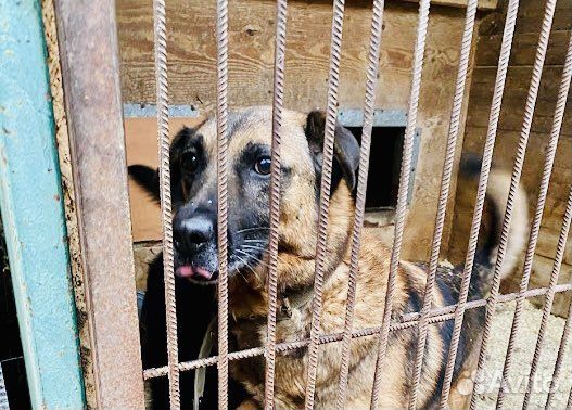 Джеффри не должен зачахнуть в приюте