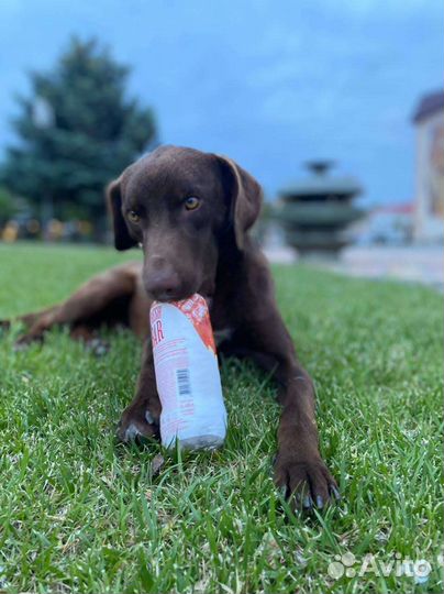 Метис курцхаара мальчик