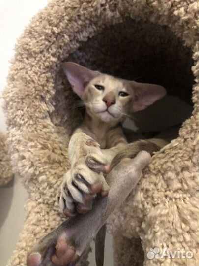 Ориентальный кот вязка