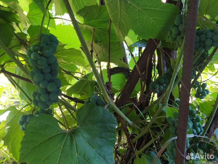 Саженцы винограда