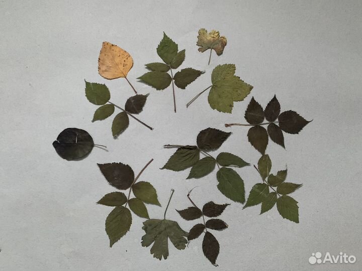 Сухие цветы Гербарий листья деревьев