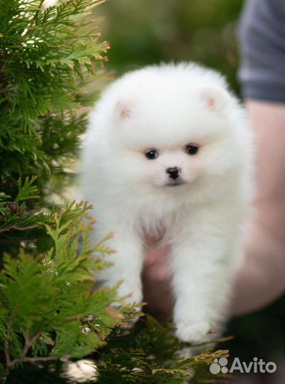 Померанский шпиц