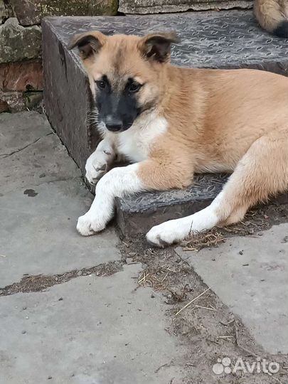 В хорошие руки отдам щенят