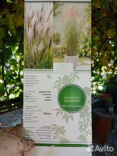 Мискантус китайский