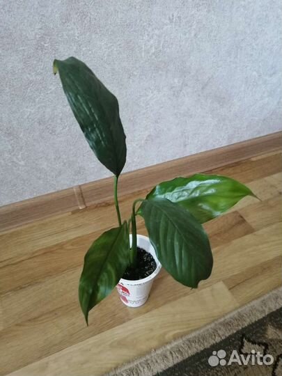 Спатифиллум