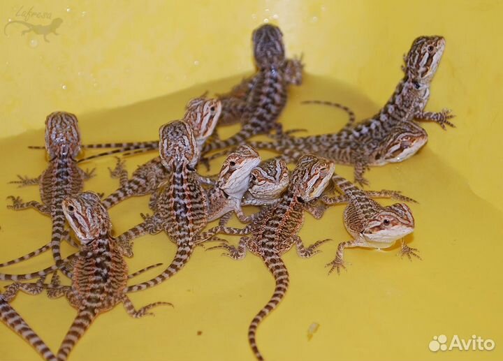Бородатая агама малыши