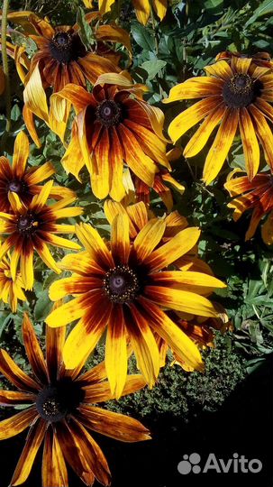 Рудбекия, флоксы