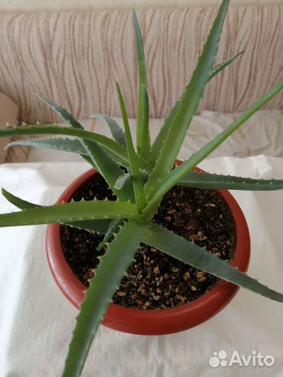 Столетник (алоэ)