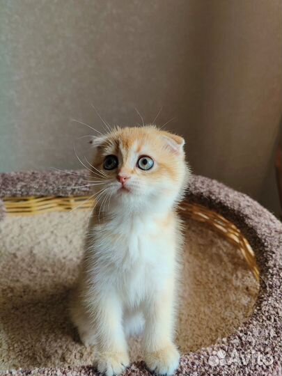 Шотландские котята