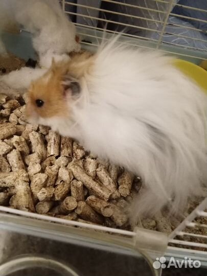 Ангорский хомяк