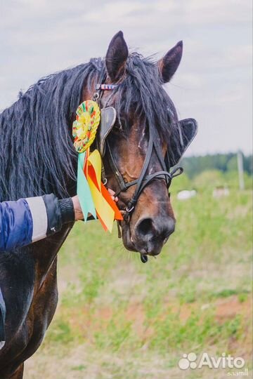 Орловский рысак