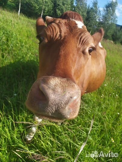 Навоз коровий в мешках