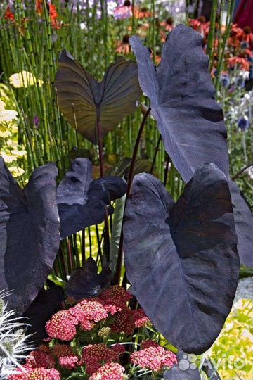 Колоказия разных сортов