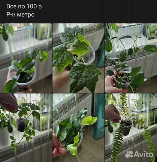 Комнатные растения