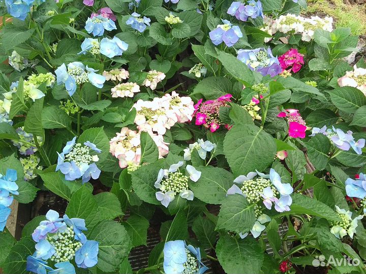 Многолетние цветы