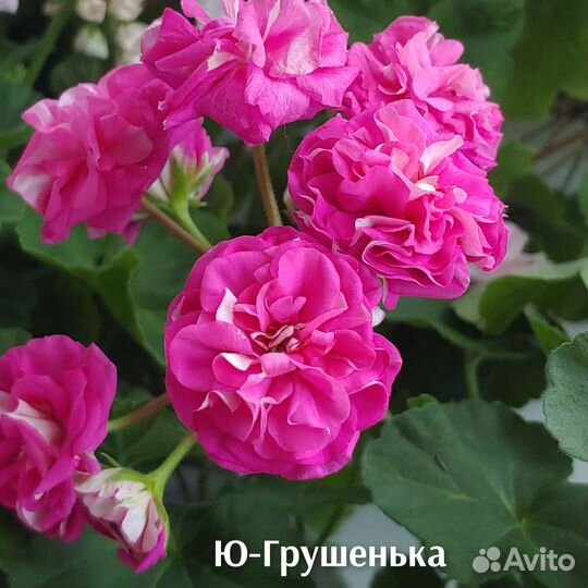 Пеларгонния сортовая та-Эммануэль,юв-Купидон и др