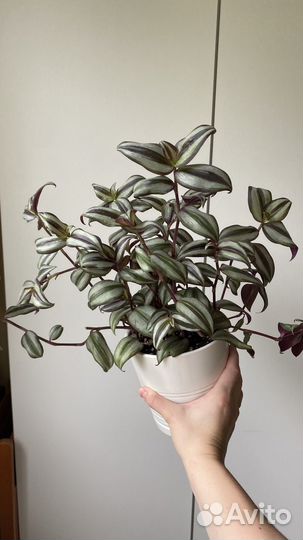 Пеперомия /комнатные растения