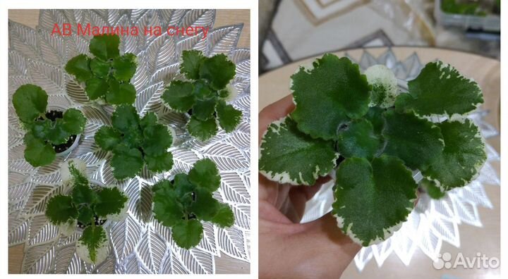 Детки сортовой фиалки