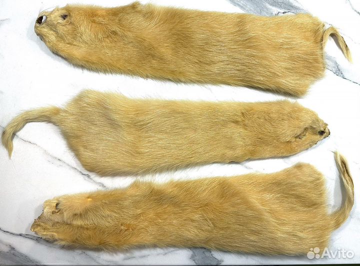 Выделка шкур нутрий. (Чулок)