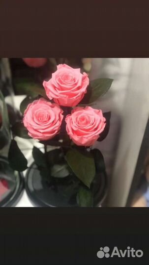 Роза в колбе