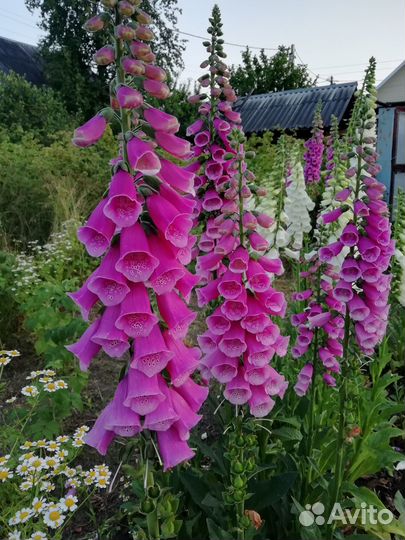 Рассада цветов